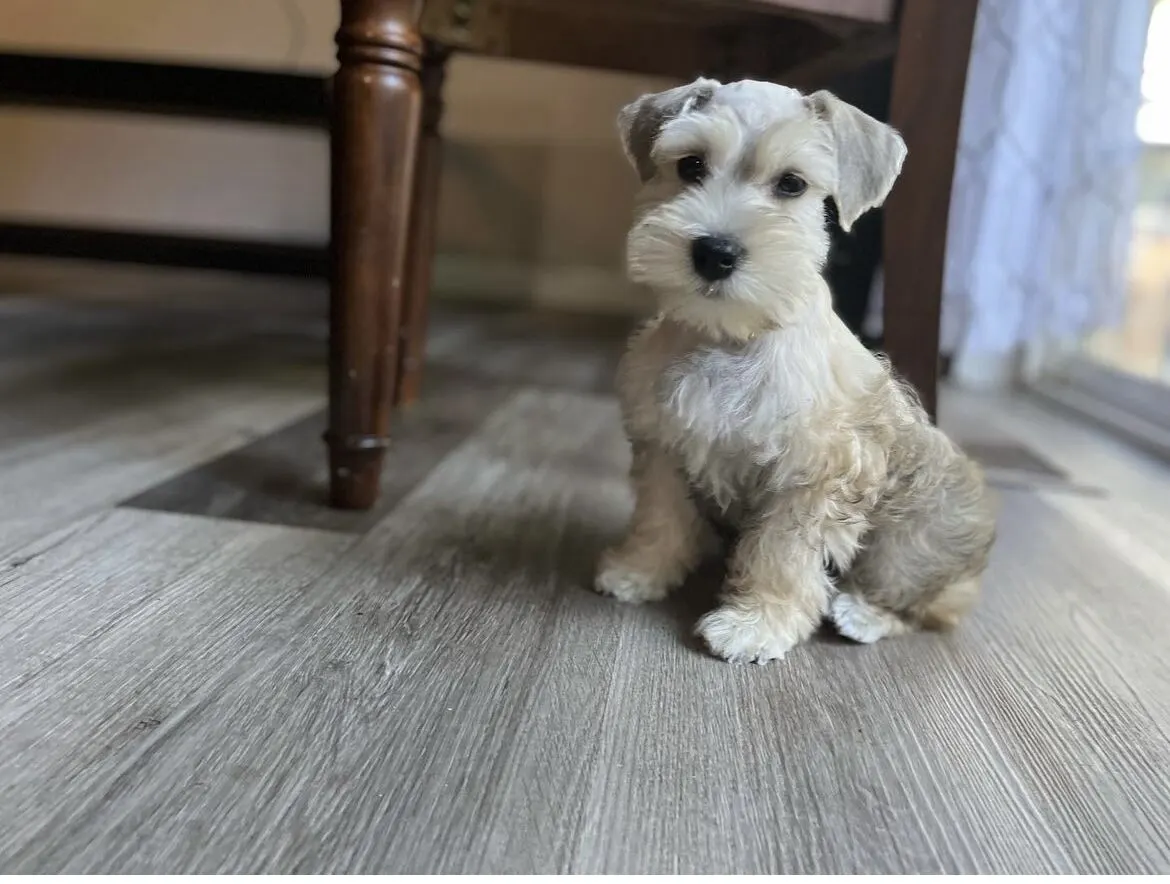 Miniature Schnauzer puppy portrait