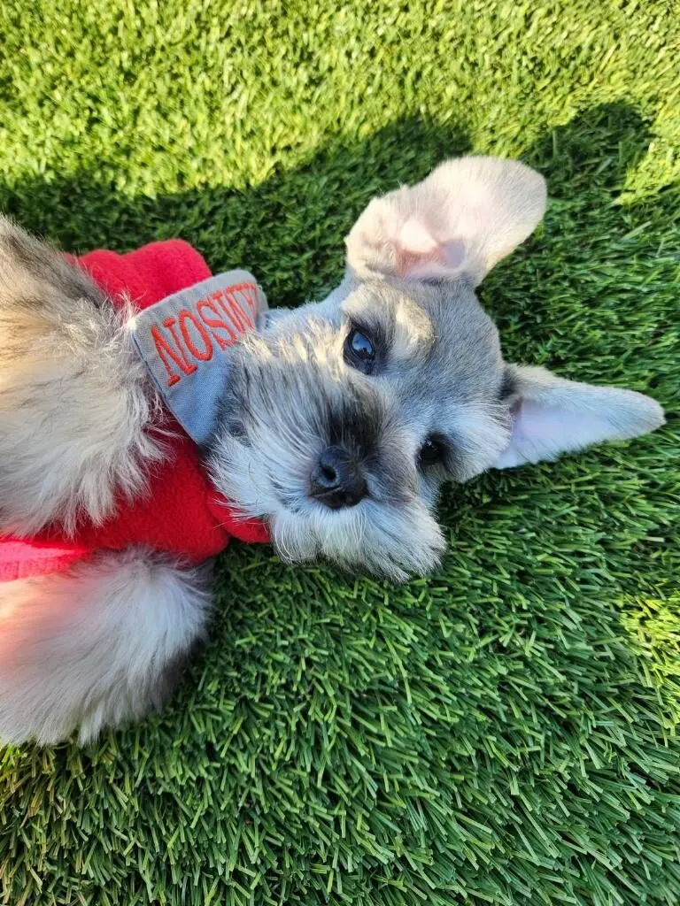 Miniature Schnauzer puppy resting