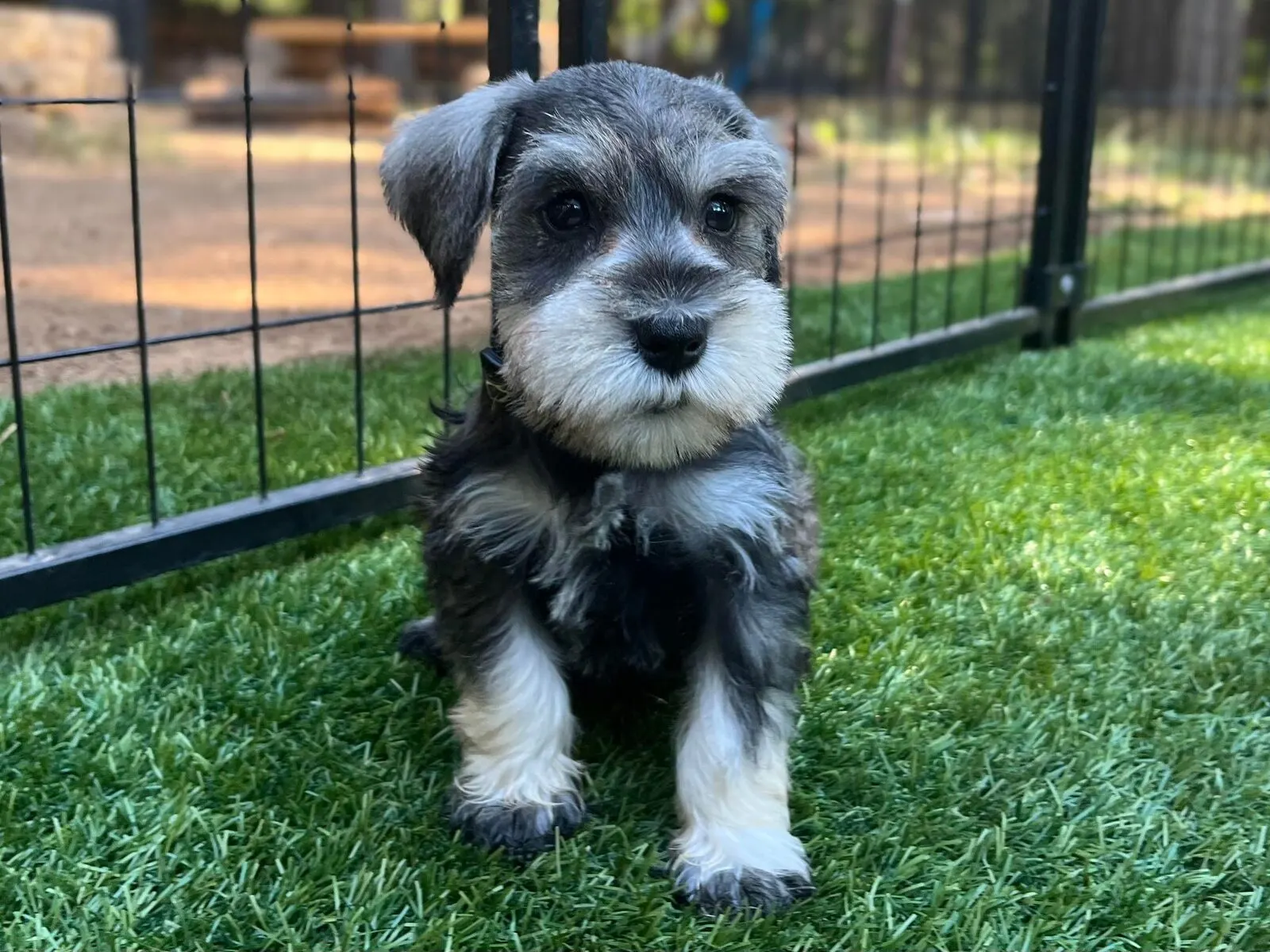 Litter of Miniature Schnauzer puppies