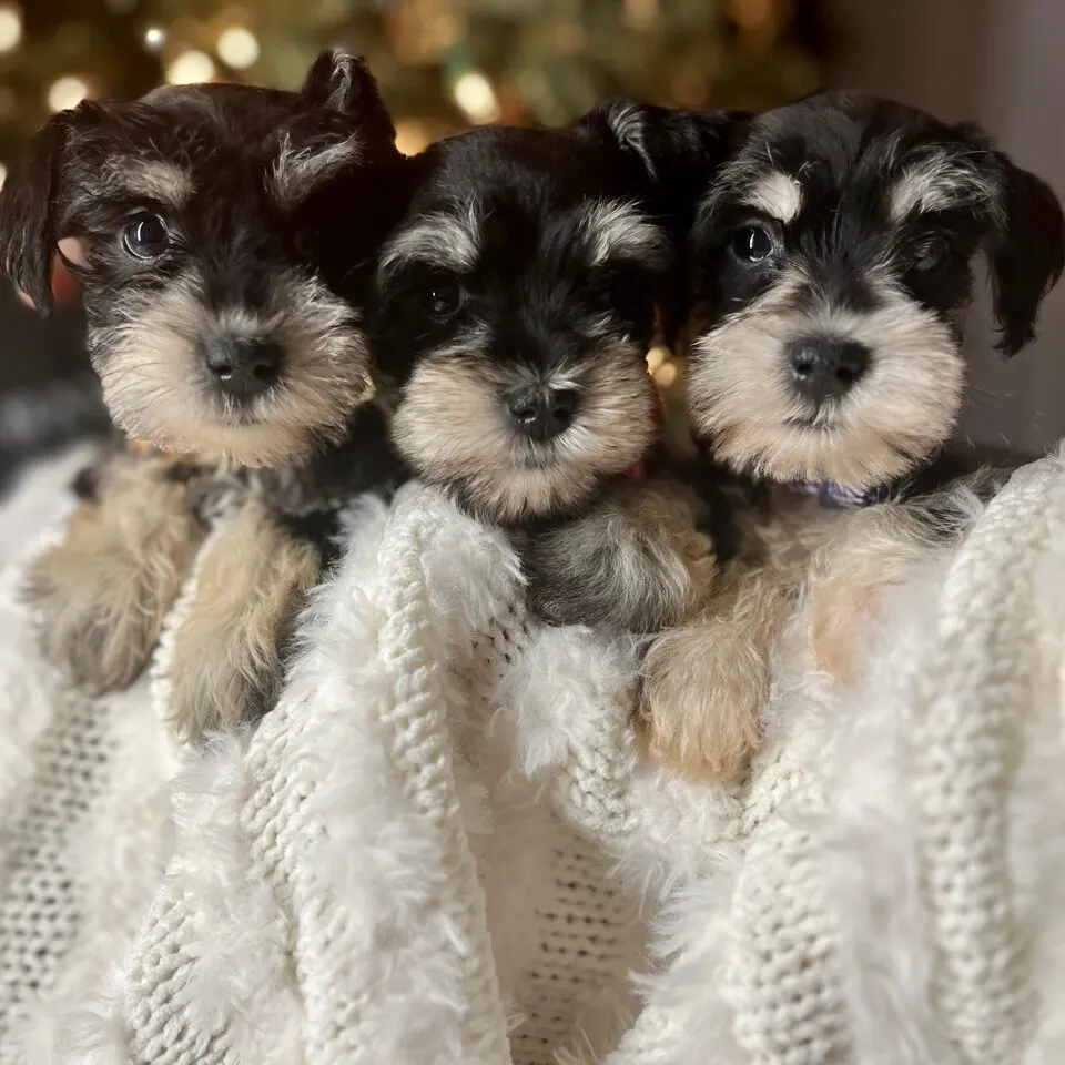 Miniature Schnauzer puppy from NorCal Schnauzers