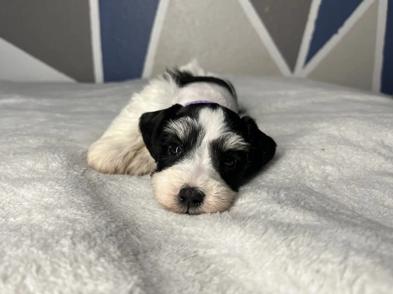 Silver Miniature Schnauzer puppy