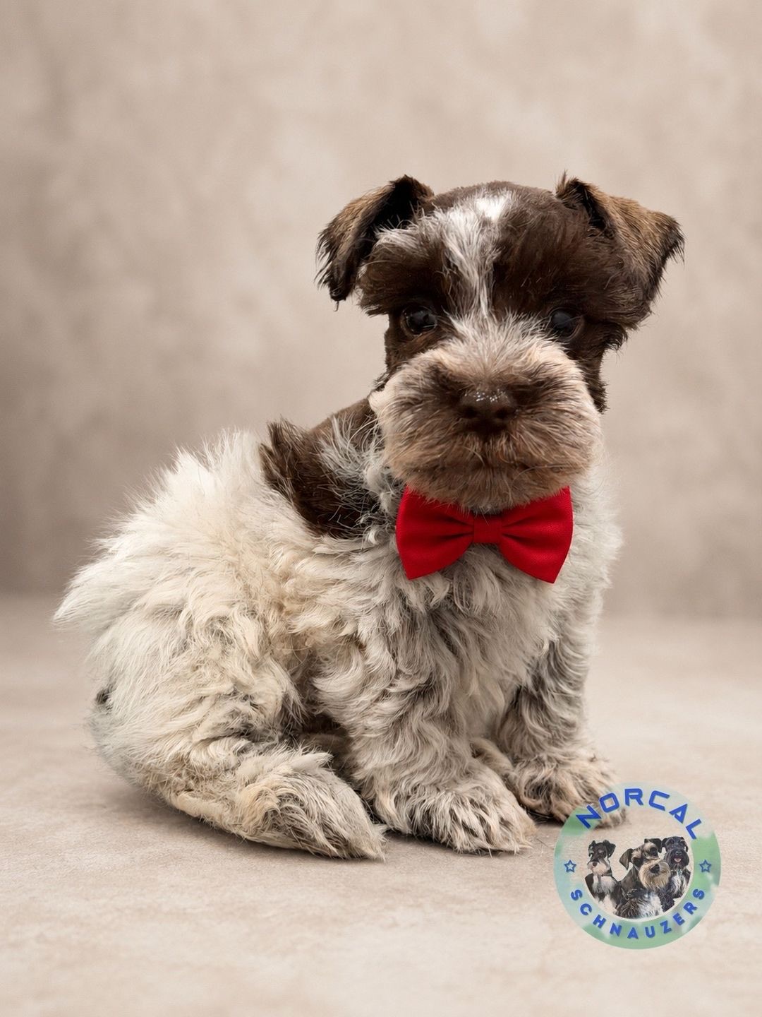 Ranger — Miniature Schnauzer puppy in a red bow tie