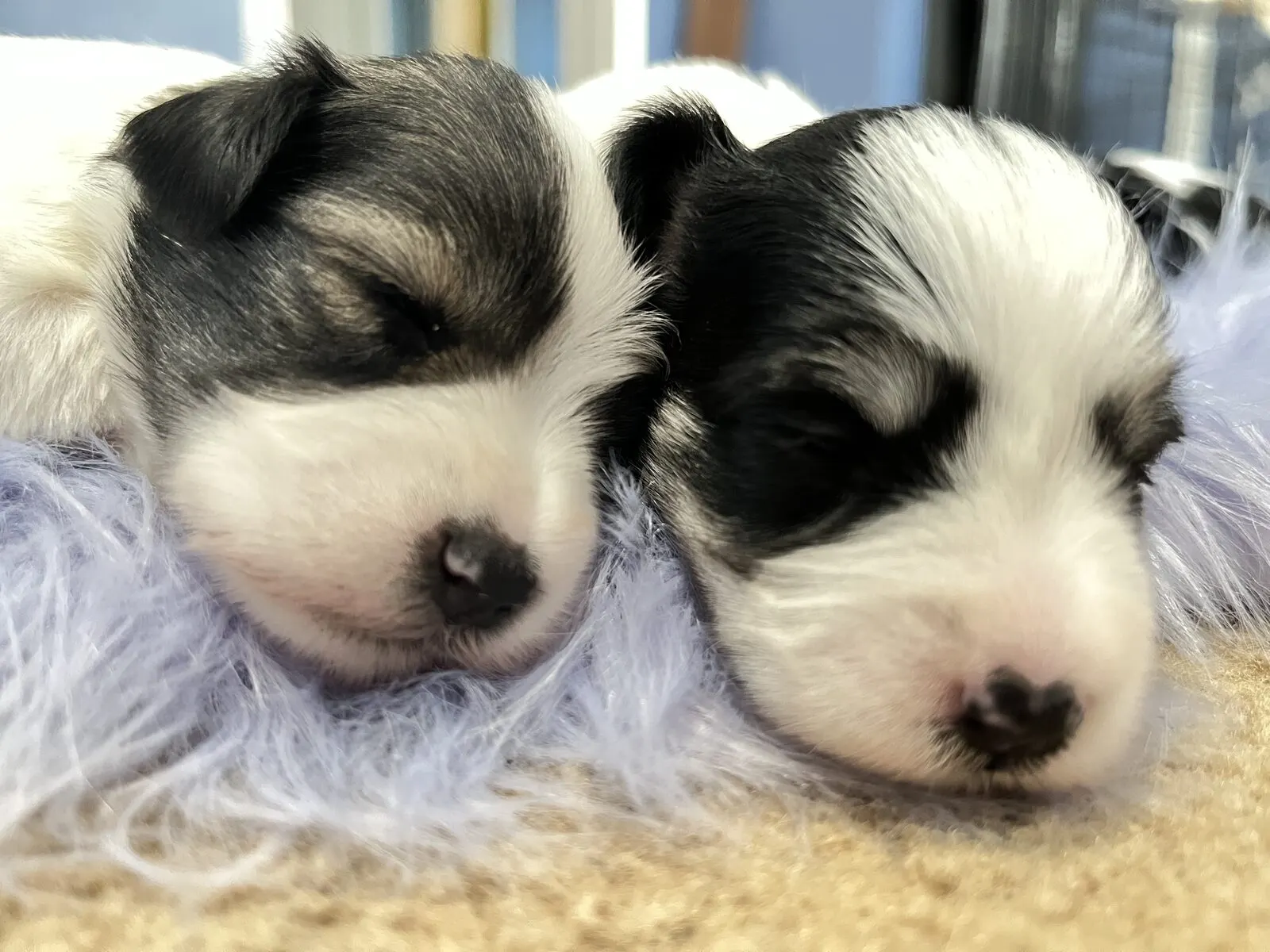 Home-raised Miniature Schnauzer puppy