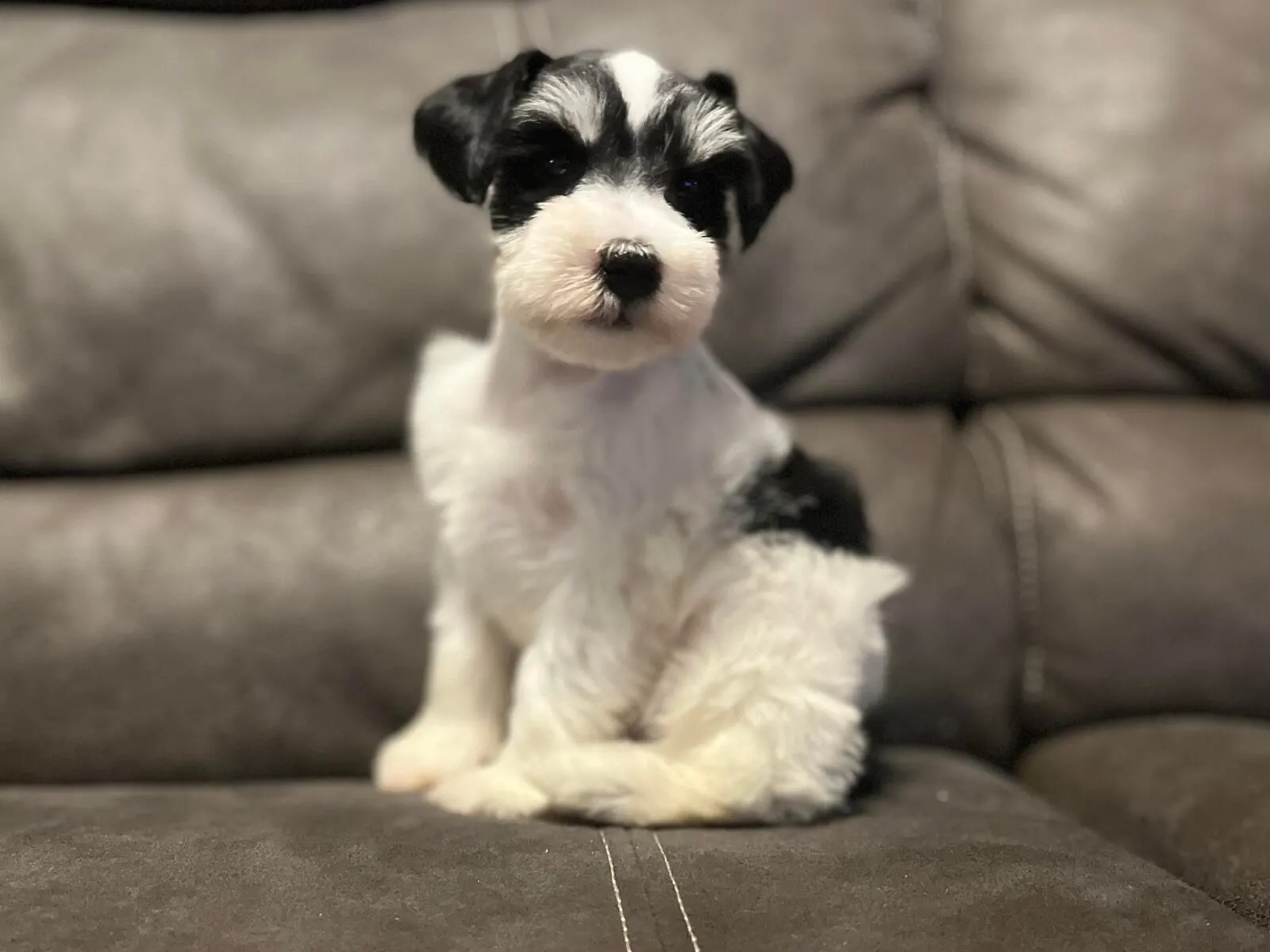 Miniature Schnauzer puppy playing