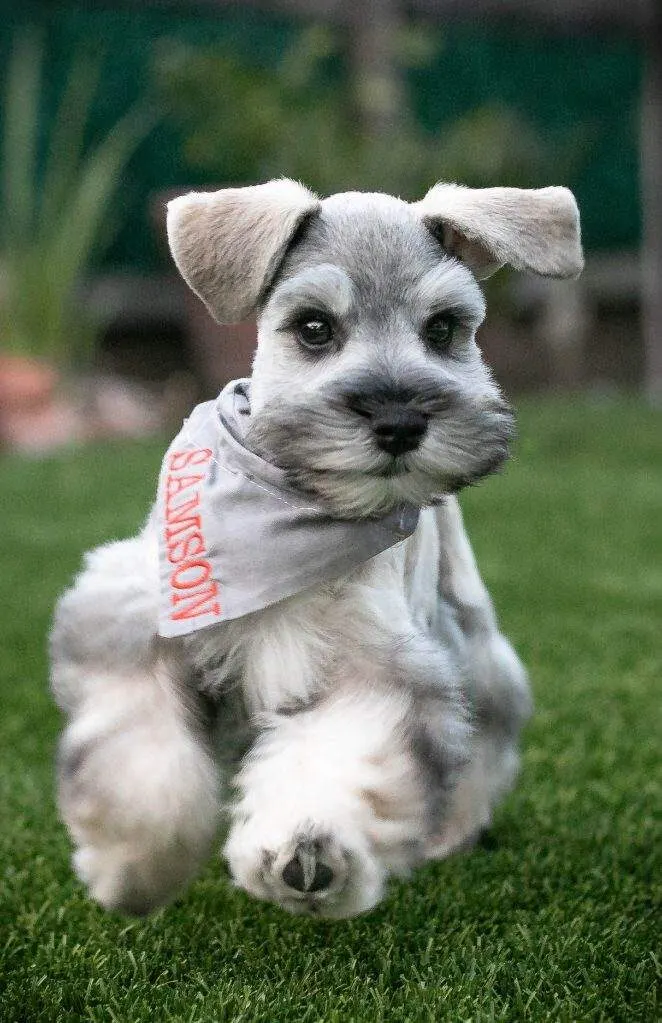 Close-up of a Miniature Schnauzer puppy