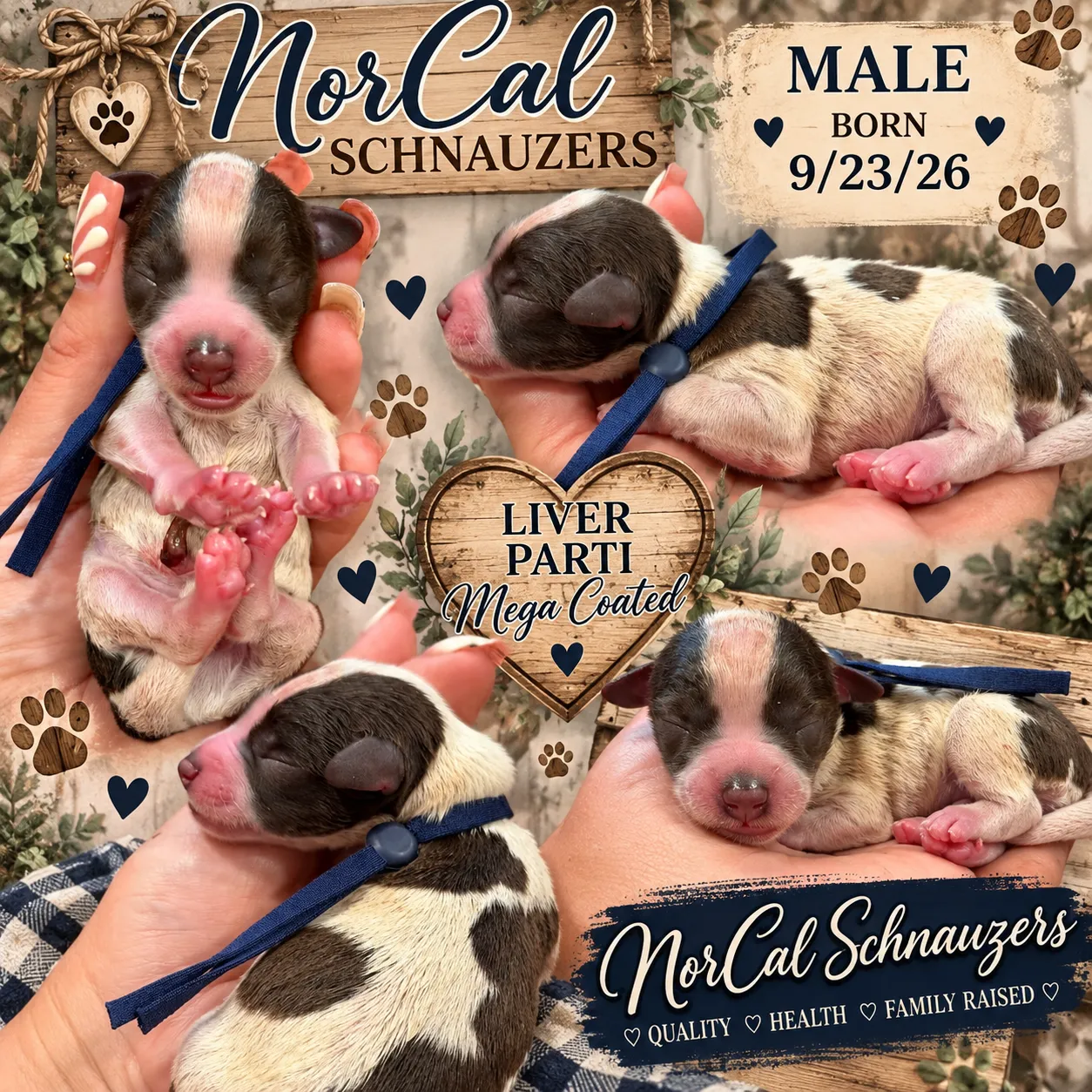 Banji, liver parti Miniature Schnauzer puppy (photo 2)