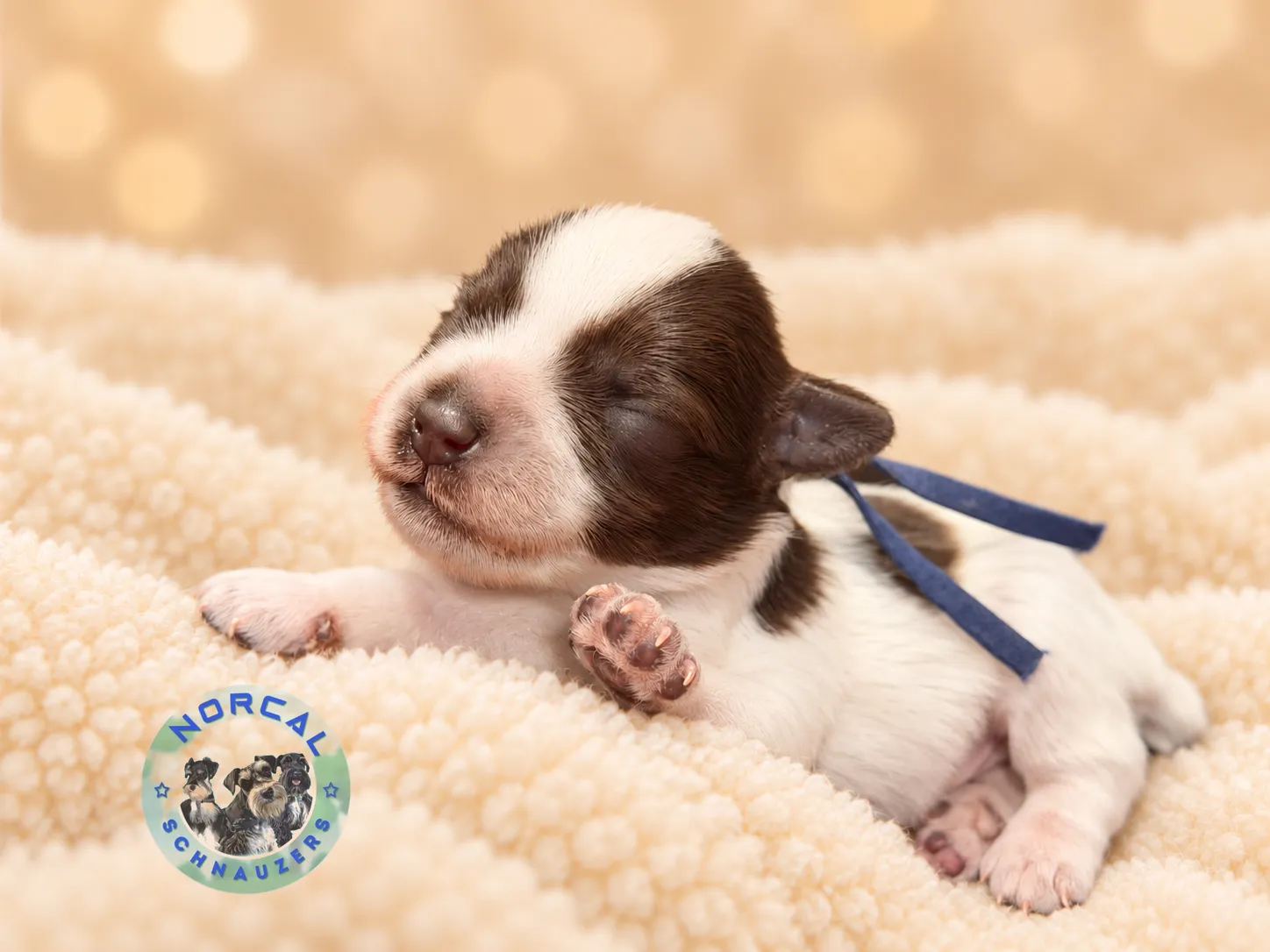 Banji, liver parti Miniature Schnauzer puppy (photo 3)
