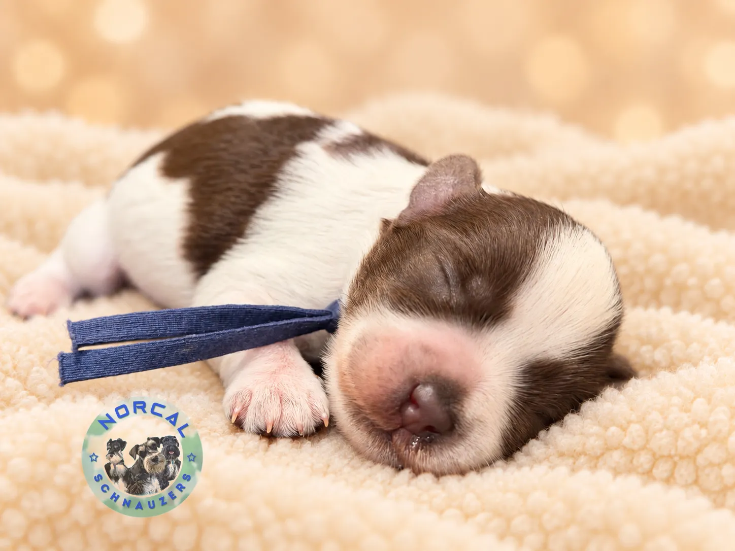 Banji, liver parti Miniature Schnauzer puppy (photo 4)