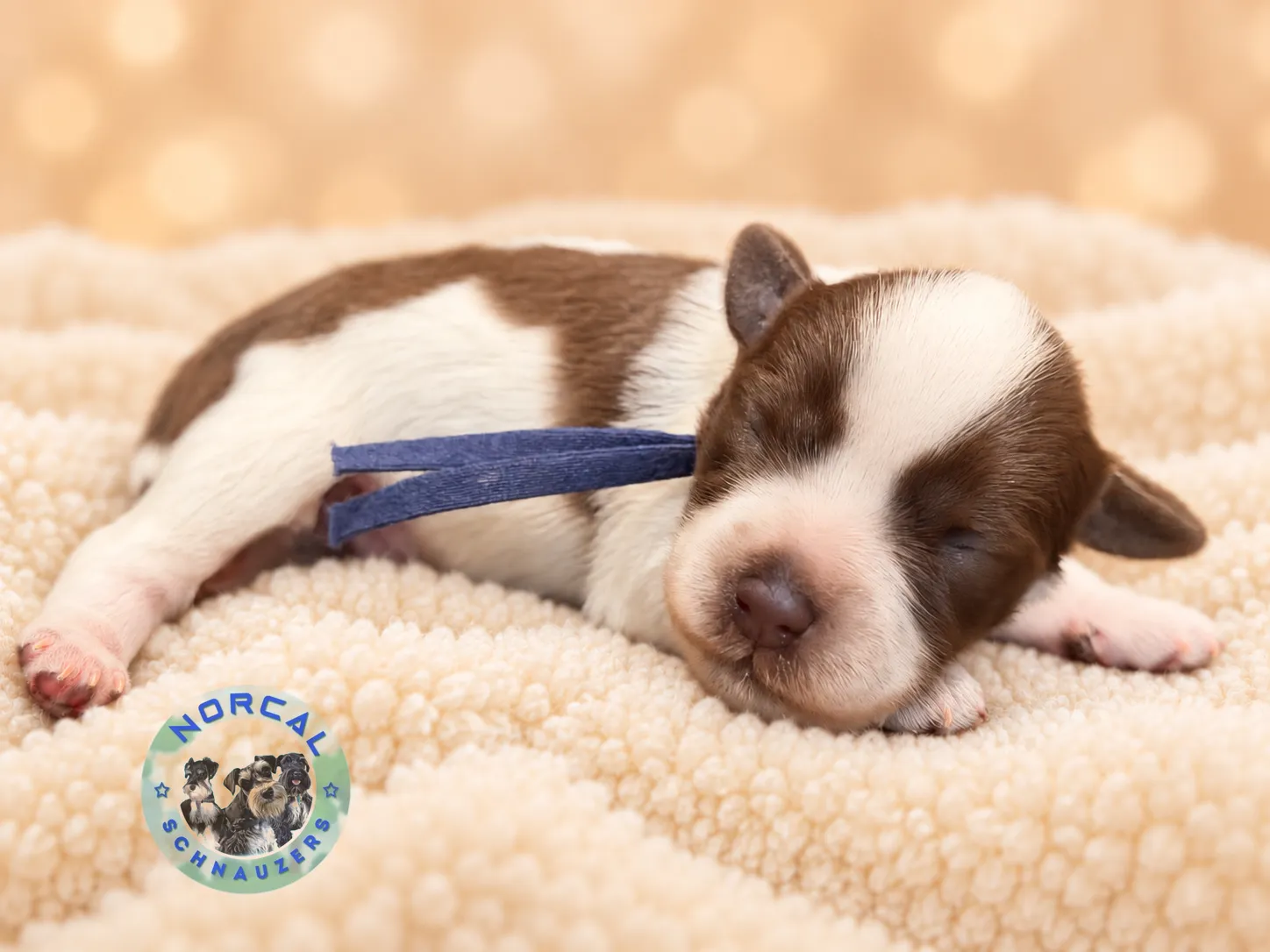 Banji, liver parti Miniature Schnauzer puppy (photo 5)