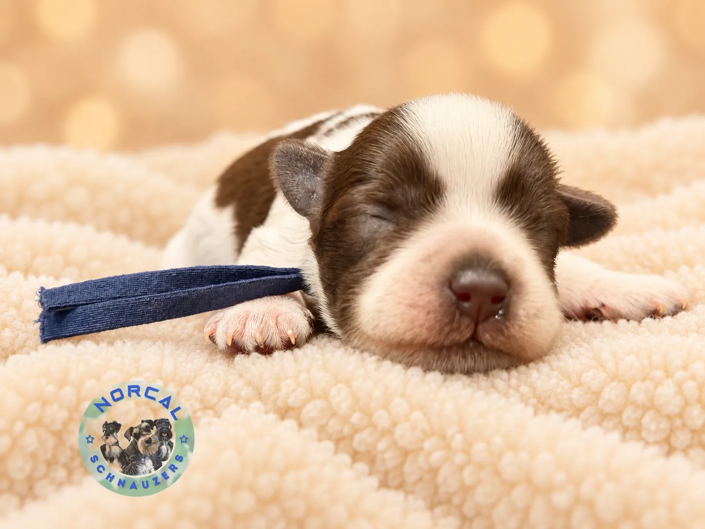 Banji, liver parti Miniature Schnauzer puppy