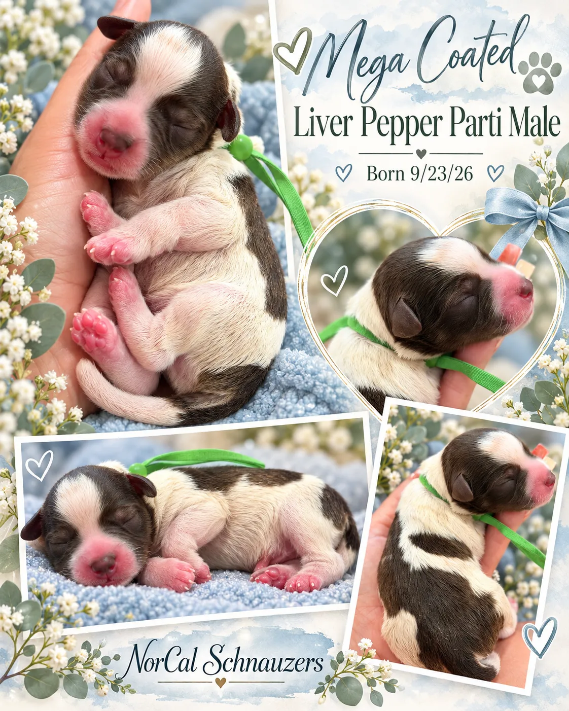 Bennett, liver pepper parti Miniature Schnauzer puppy (photo 2)
