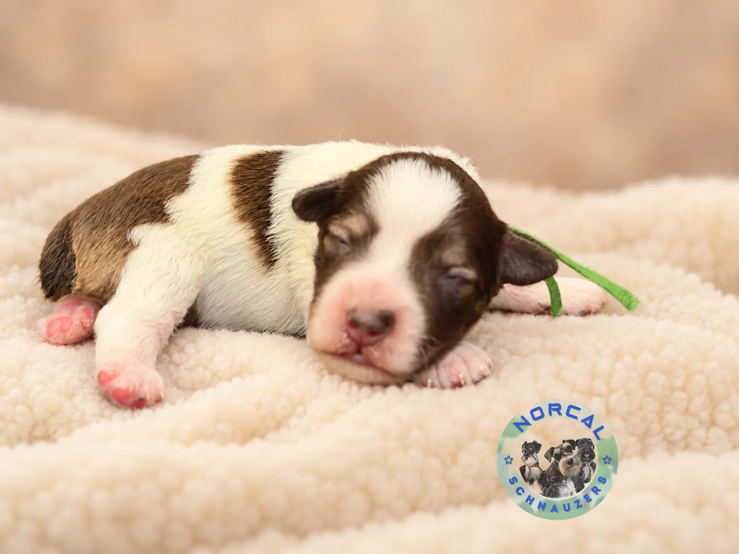 Bennett, liver pepper parti Miniature Schnauzer puppy (photo 3)