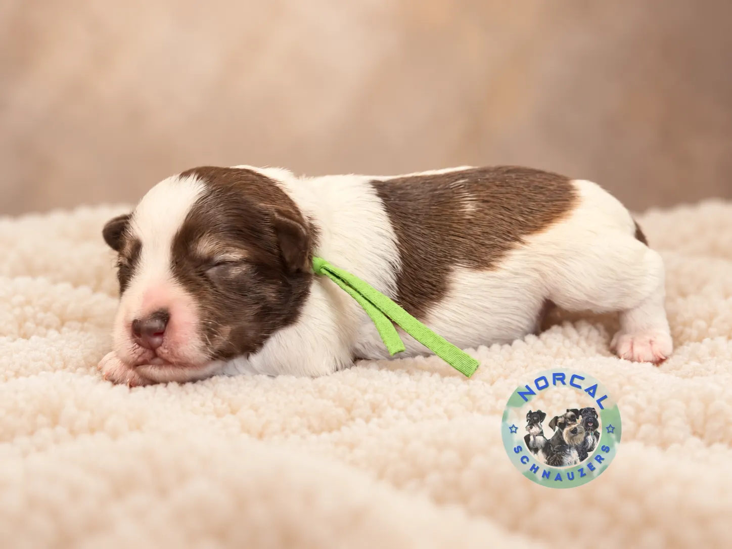 Bennett, liver pepper parti Miniature Schnauzer puppy (photo 4)