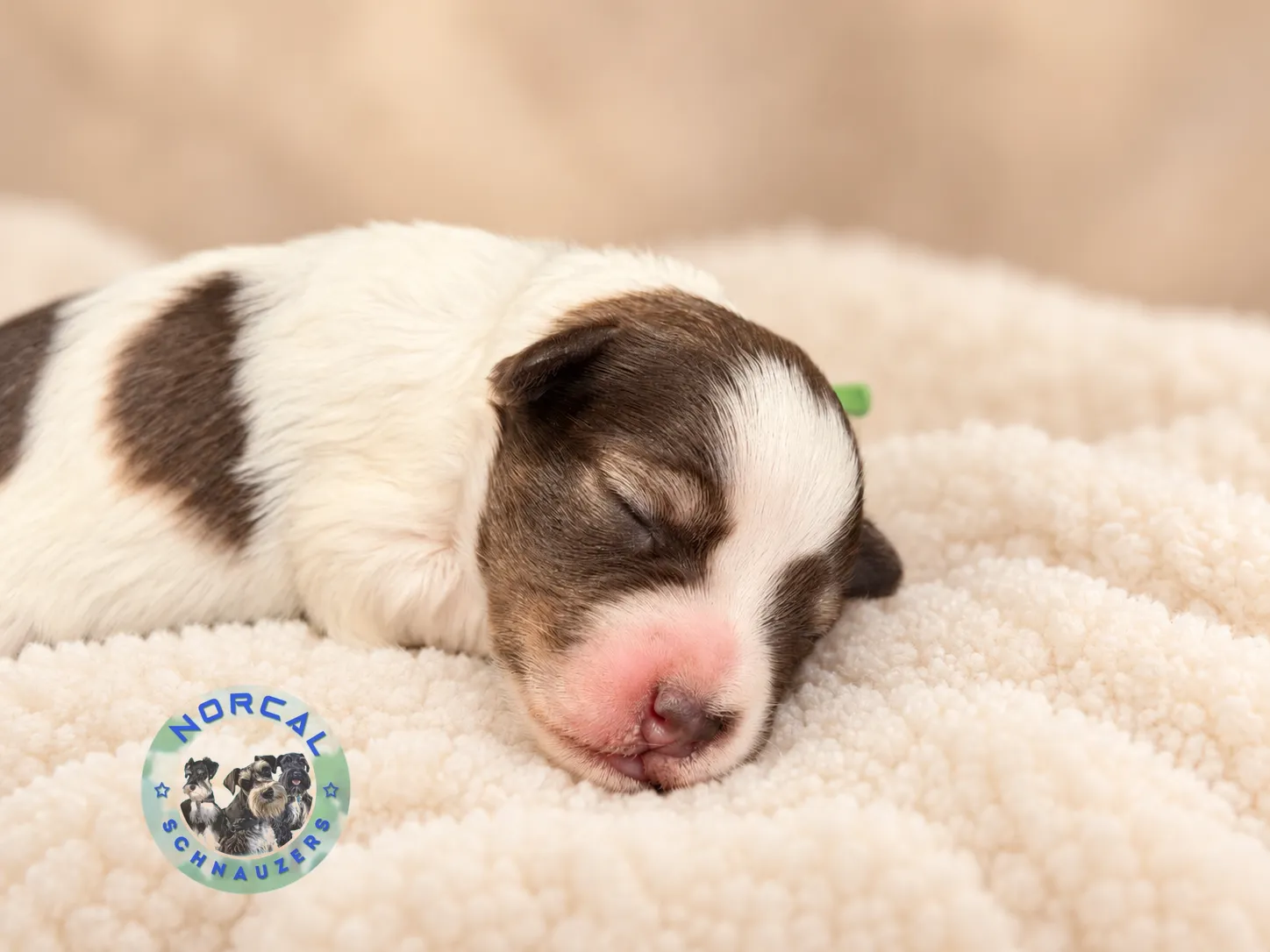 Bennett, liver pepper parti Miniature Schnauzer puppy (photo 5)