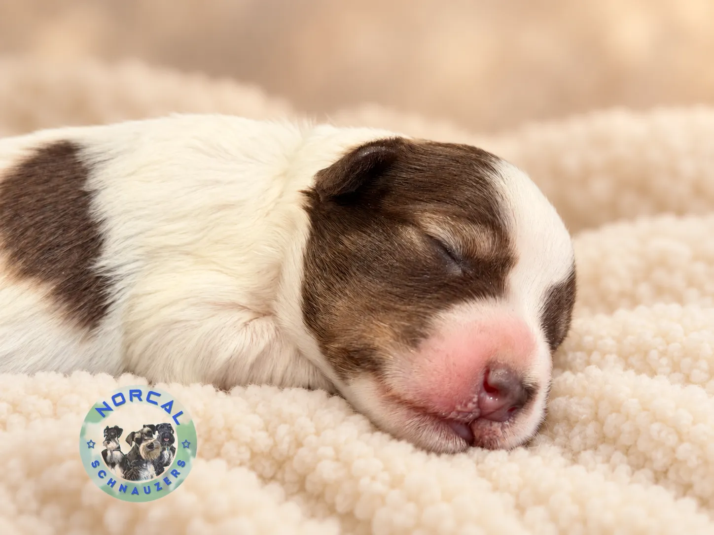 Bennett, liver pepper parti Miniature Schnauzer puppy