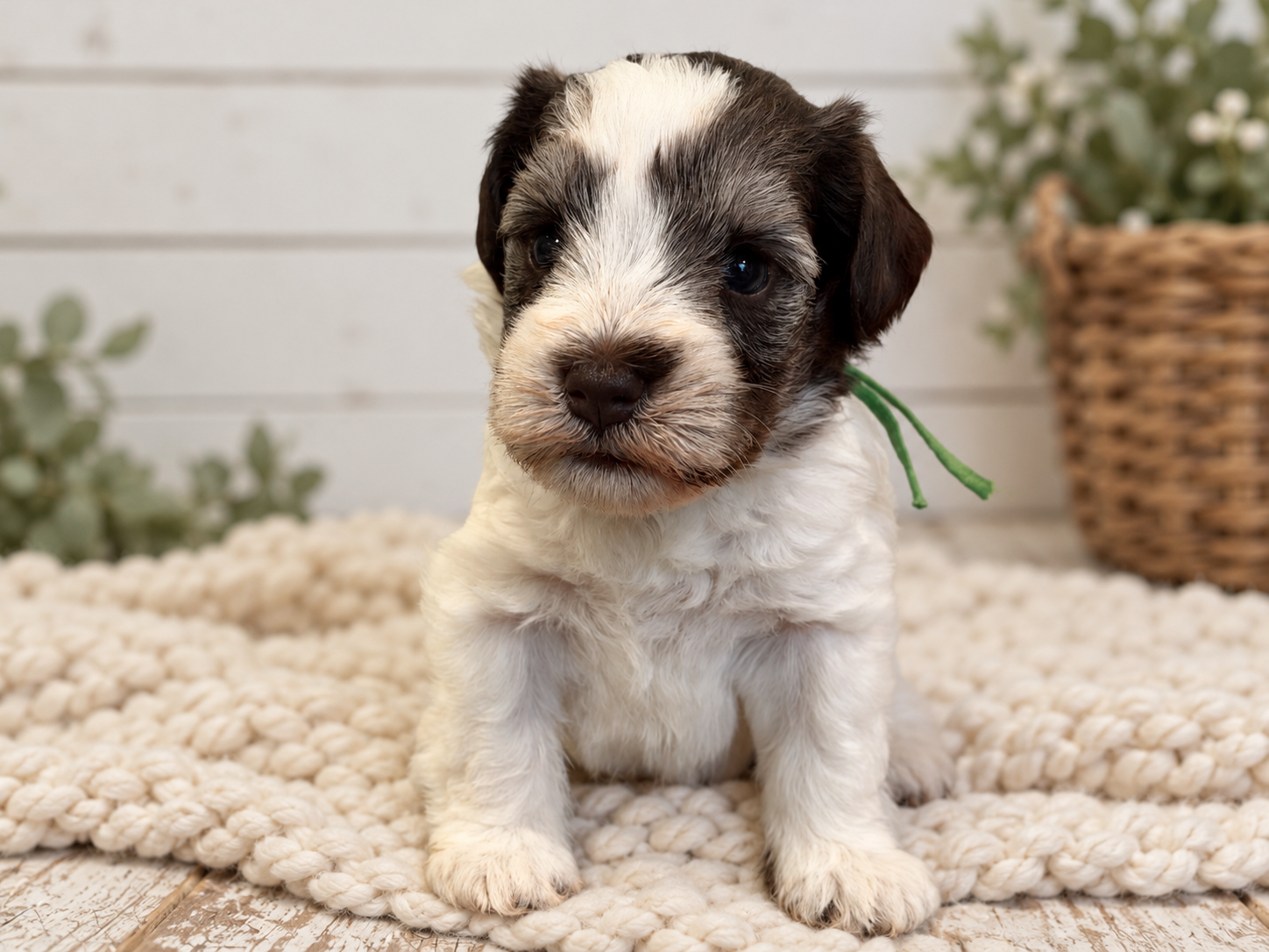 Bennett, Liver pepper parti Miniature Schnauzer puppy (available)