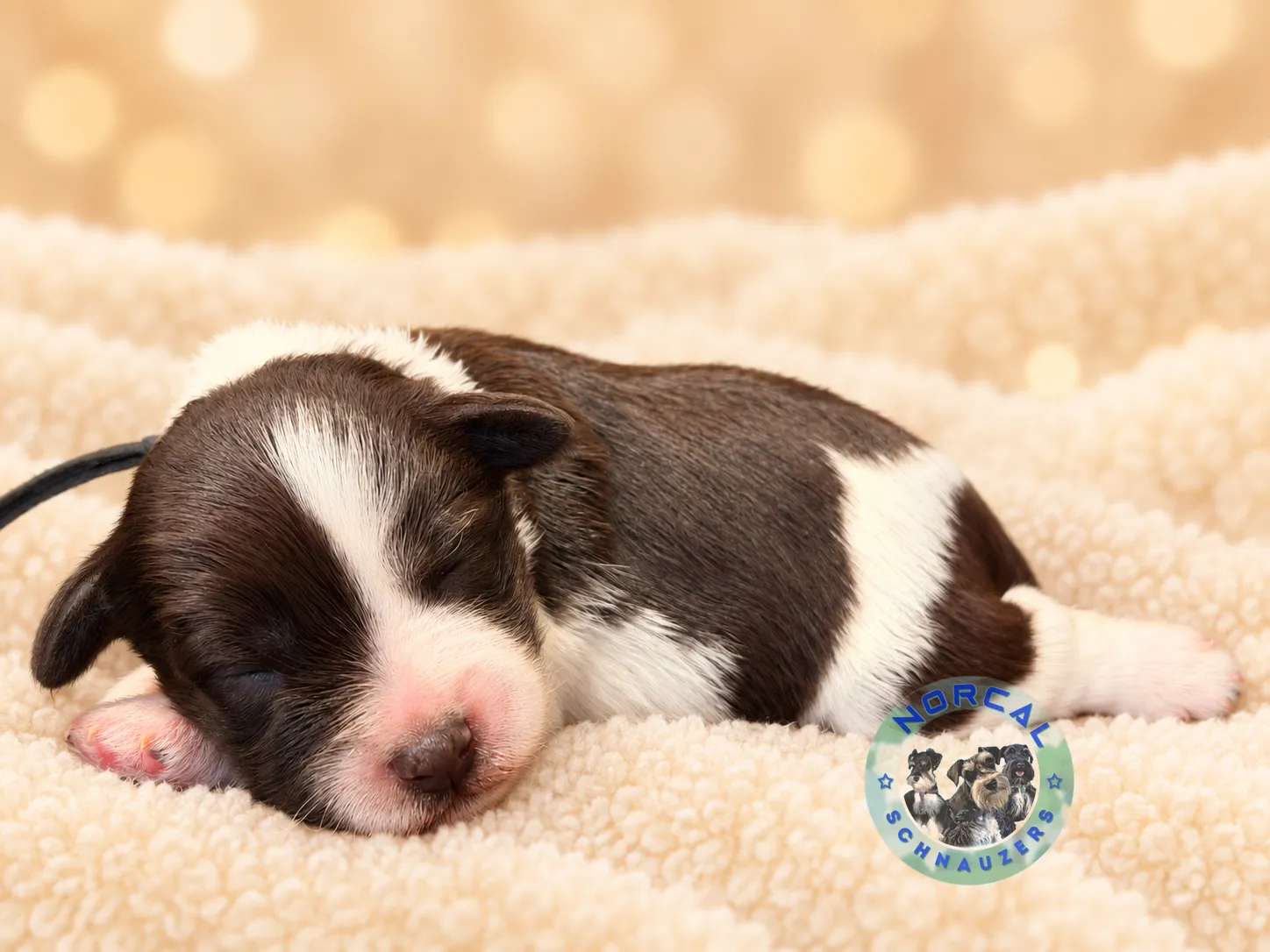 Cooper, liver parti Miniature Schnauzer puppy (photo 3)