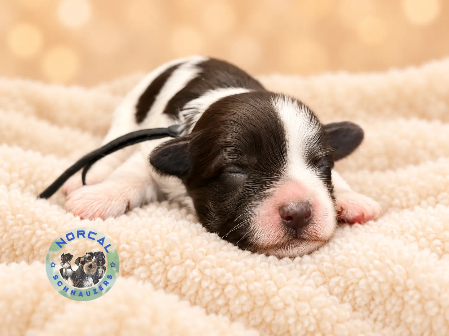 Cooper, liver parti Miniature Schnauzer puppy (photo 4)