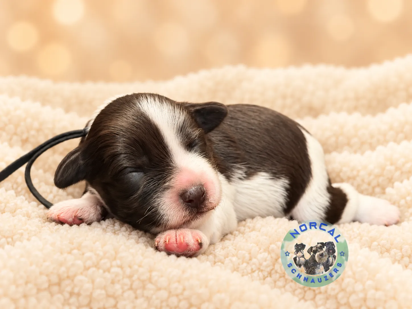 Cooper, liver parti Miniature Schnauzer puppy (photo 5)