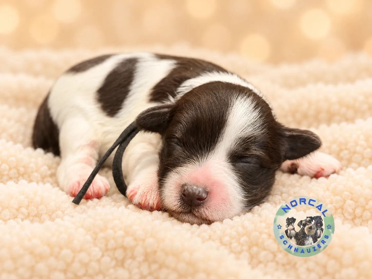 Cooper, liver parti Miniature Schnauzer puppy