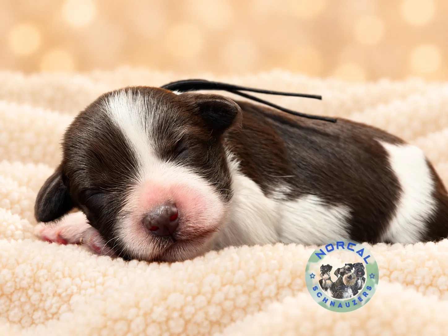 Cooper, liver parti Miniature Schnauzer puppy (photo 6)