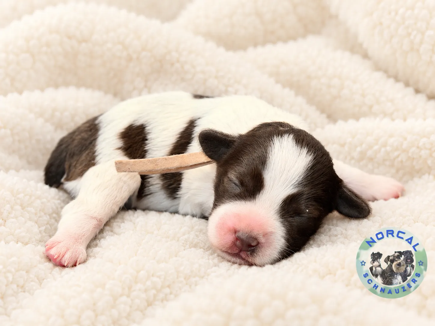 Lola, liver parti Miniature Schnauzer puppy (photo 3)