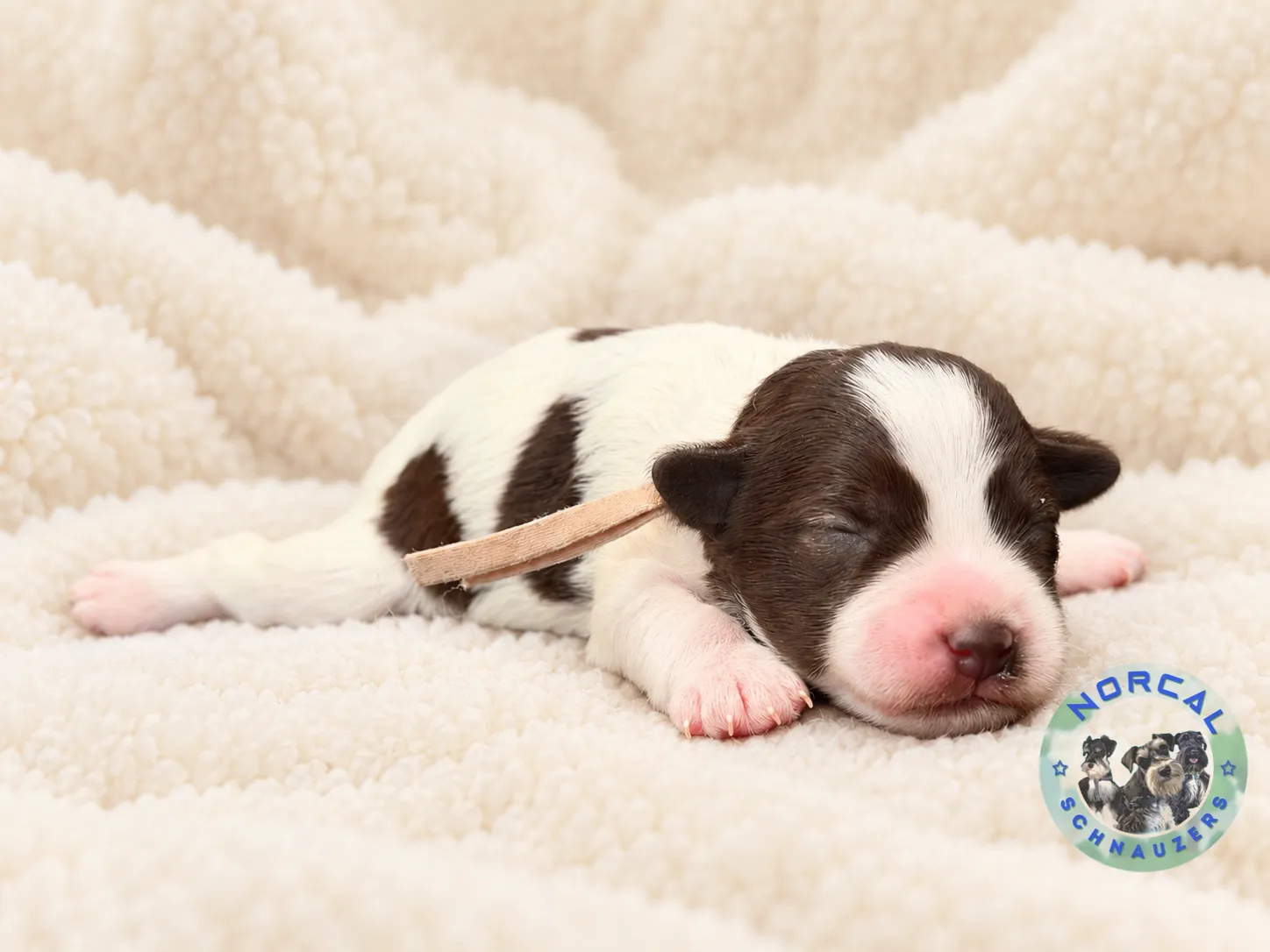 Lola, liver parti Miniature Schnauzer puppy (photo 4)