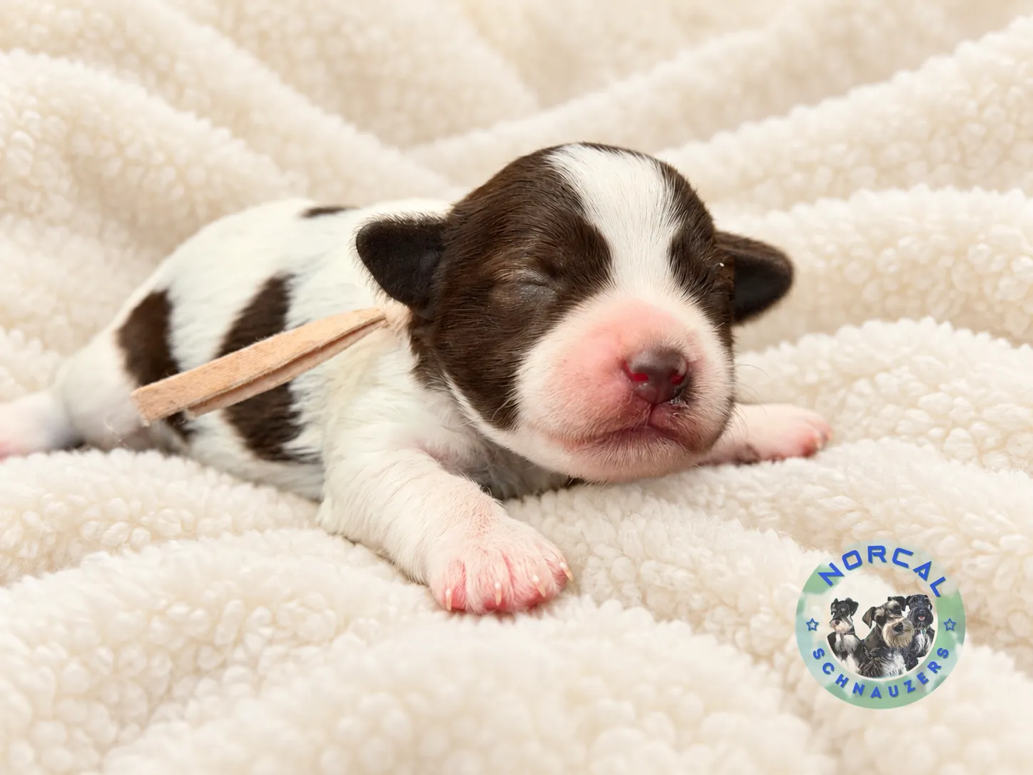 Lola, liver parti Miniature Schnauzer puppy (photo 5)