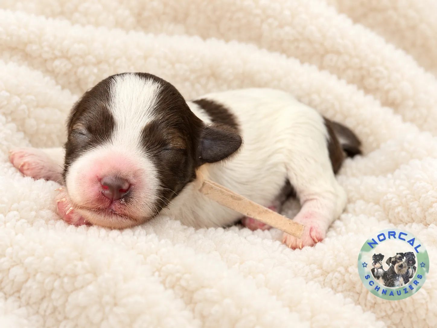 Lola, liver parti Miniature Schnauzer puppy (photo 6)