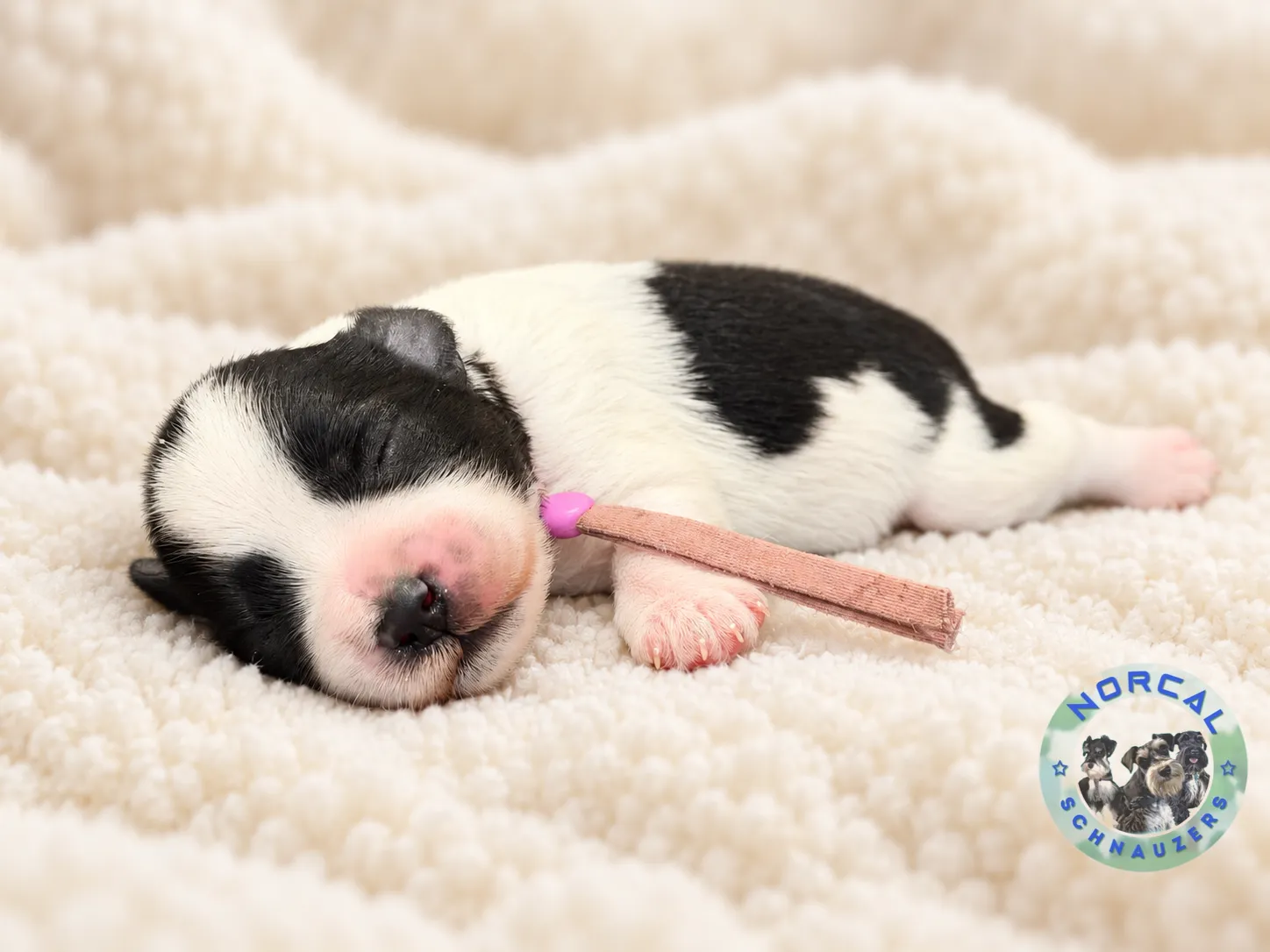 Maisie, black parti Miniature Schnauzer puppy (photo 3)
