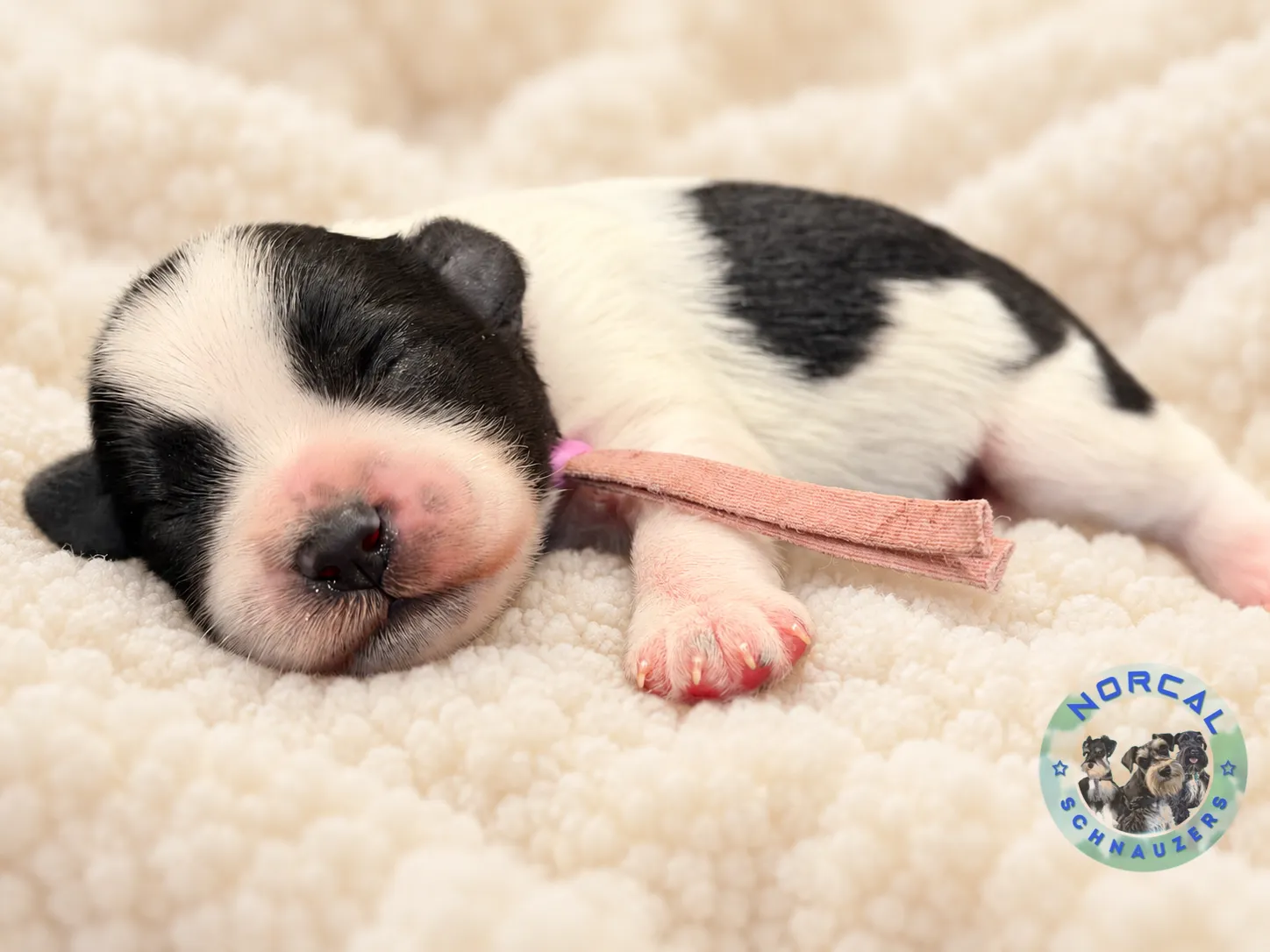 Maisie, black parti Miniature Schnauzer puppy (photo 4)