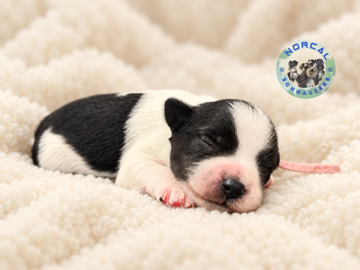 Maisie, black parti Miniature Schnauzer puppy (photo 5)