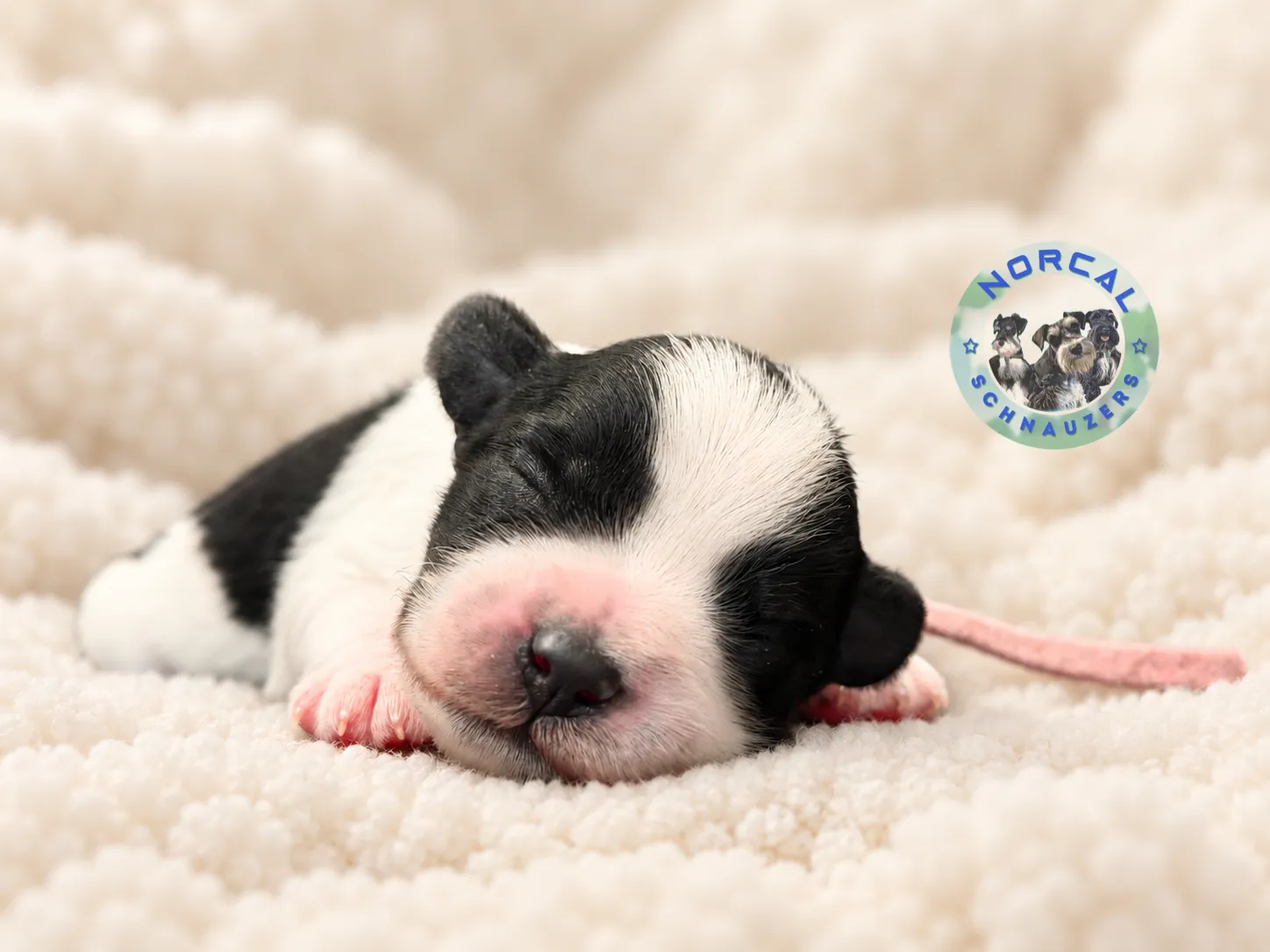 Maisie, black parti Miniature Schnauzer puppy (photo 6)