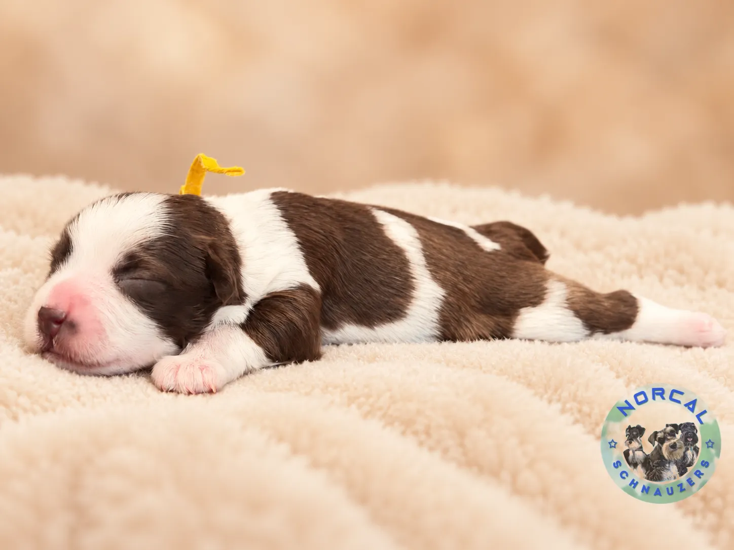 Maple, liver pepper parti Miniature Schnauzer puppy (photo 4)