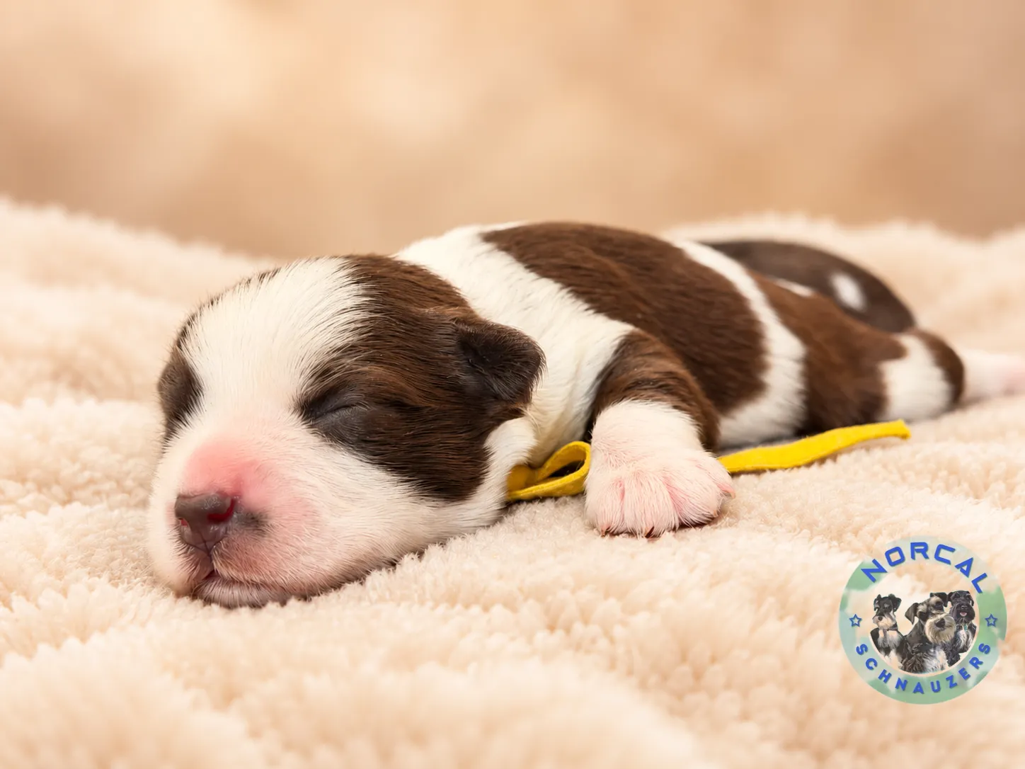 Maple, liver pepper parti Miniature Schnauzer puppy (photo 2)