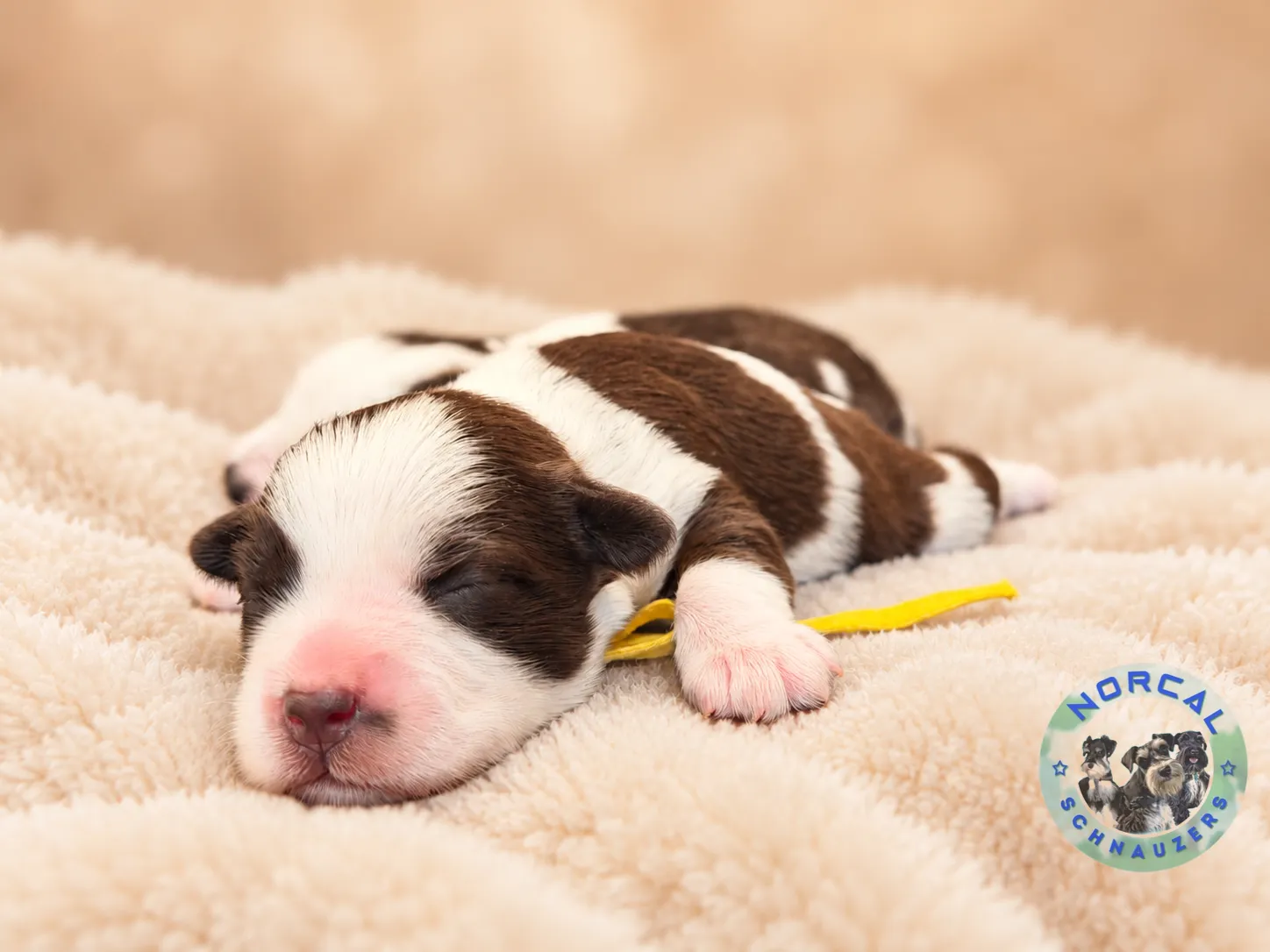 Maple, liver pepper parti Miniature Schnauzer puppy