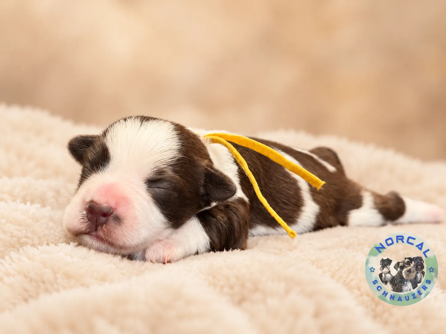Maple, liver pepper parti Miniature Schnauzer puppy (photo 5)