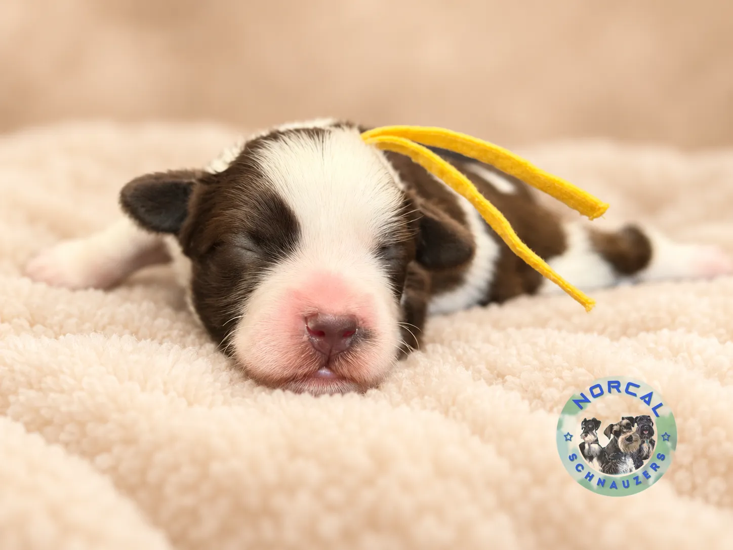 Maple, liver pepper parti Miniature Schnauzer puppy (photo 6)