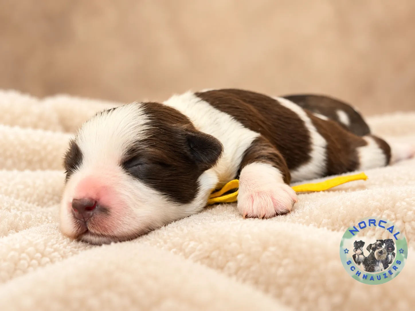 Maple, liver pepper parti Miniature Schnauzer puppy (photo 7)