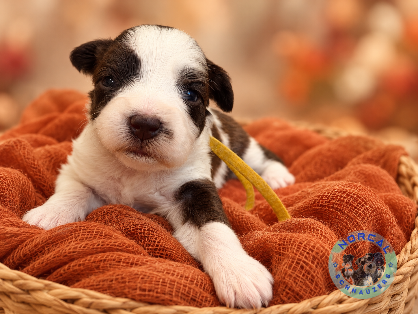 Maple, Liver pepper parti Miniature Schnauzer puppy (reserved)
