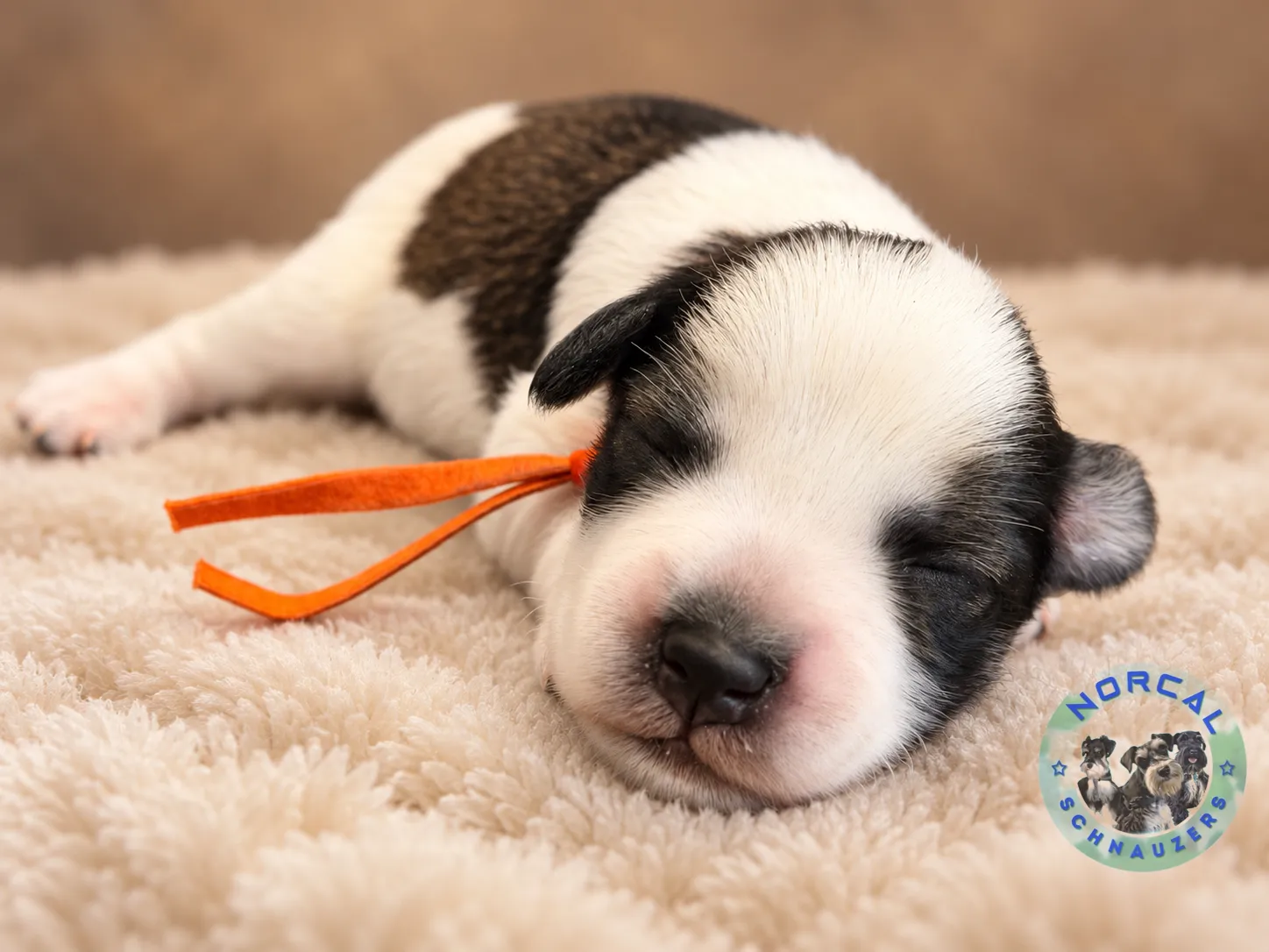 Maverick, salt and pepper parti Miniature Schnauzer puppy