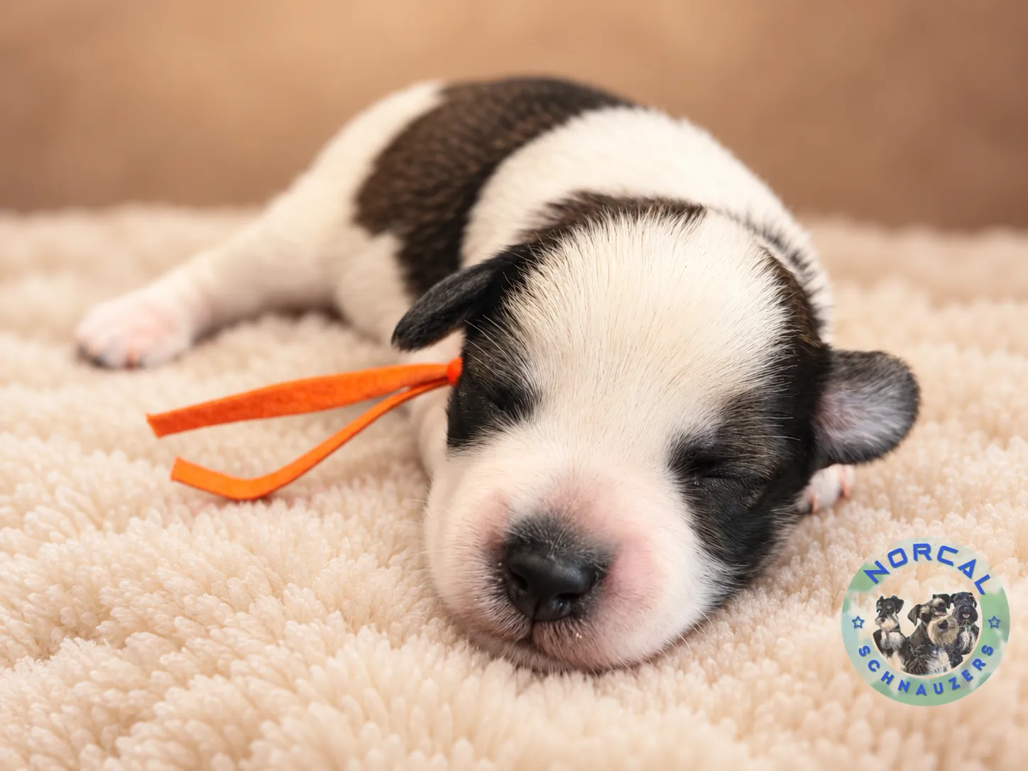 Maverick, salt and pepper parti Miniature Schnauzer puppy (photo 3)