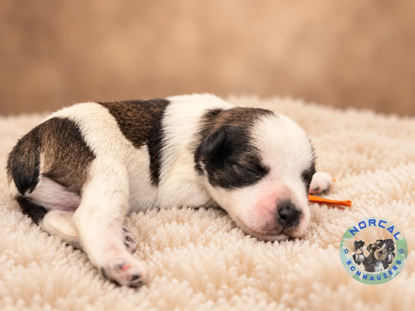 Maverick, salt and pepper parti Miniature Schnauzer puppy (photo 4)