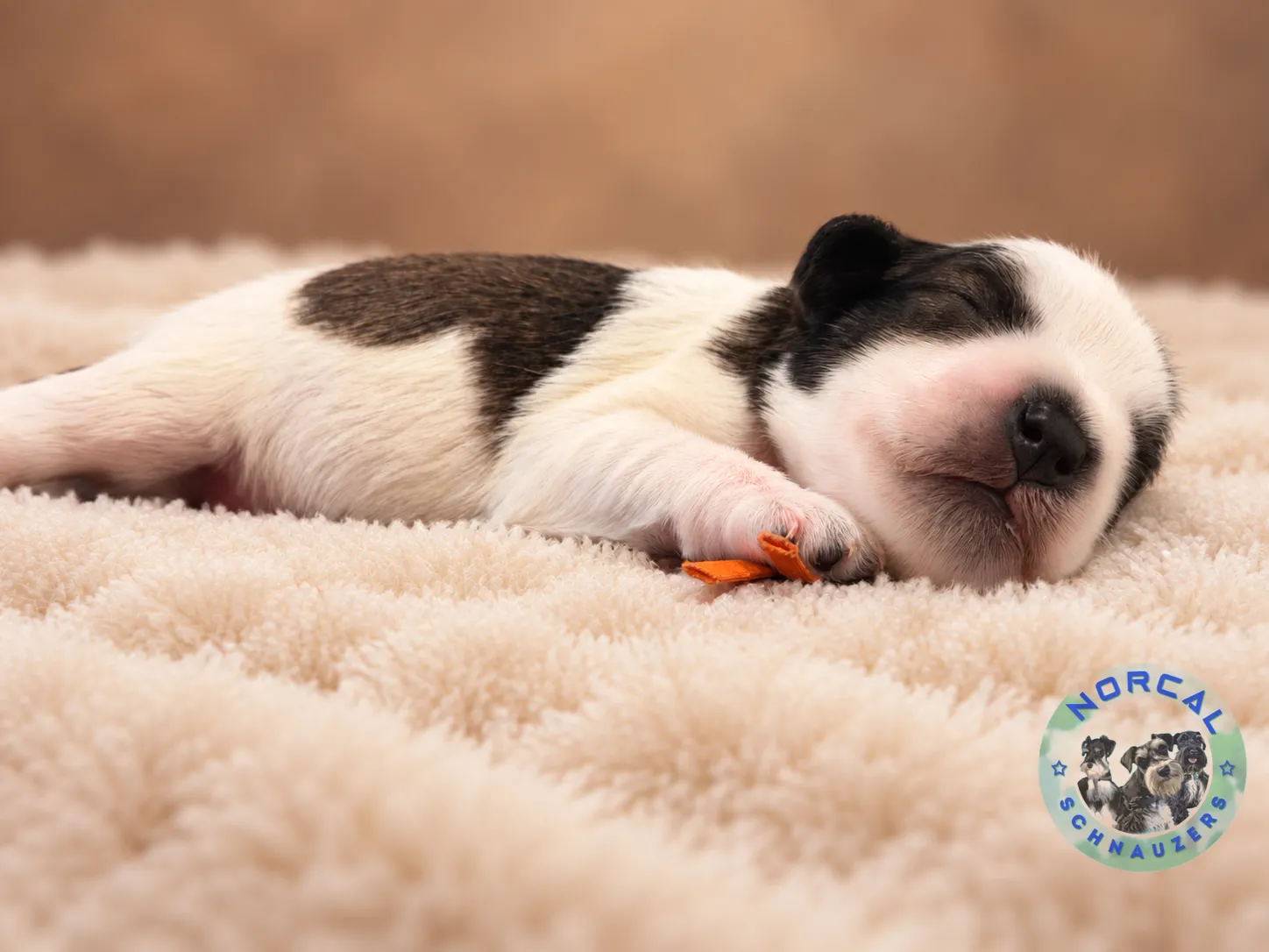 Maverick, salt and pepper parti Miniature Schnauzer puppy (photo 5)