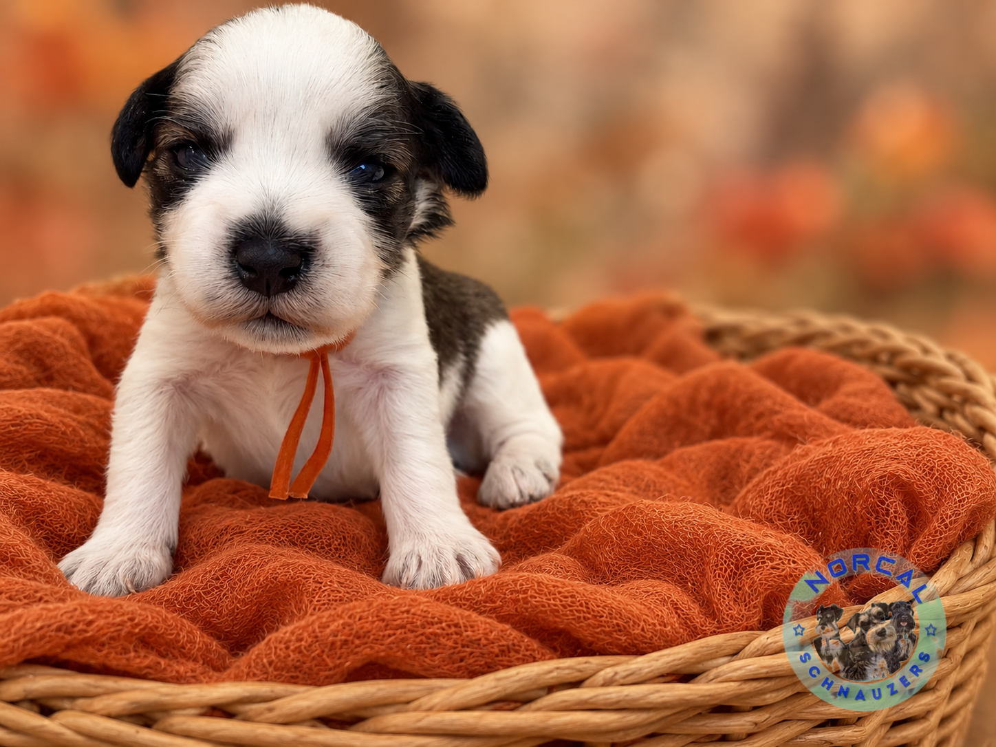 Maverick, Salt and pepper parti Miniature Schnauzer puppy (reserved)