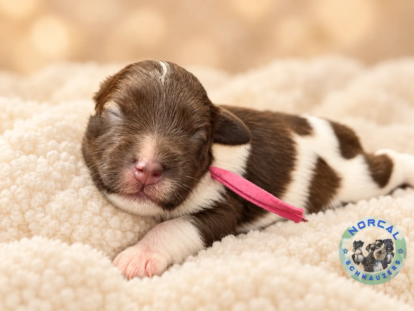 Millie, liver pepper parti Miniature Schnauzer puppy (photo 3)