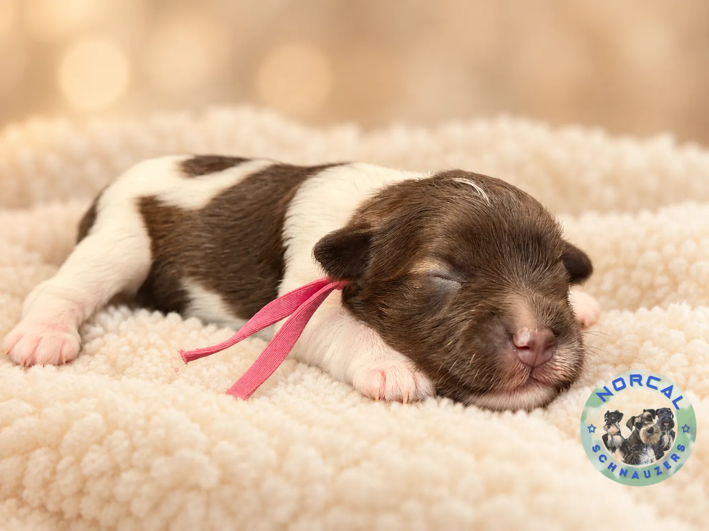 Millie, liver pepper parti Miniature Schnauzer puppy (photo 4)