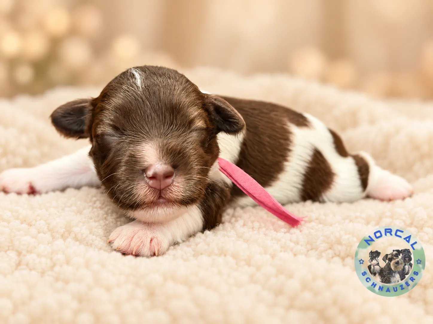Millie, liver pepper parti Miniature Schnauzer puppy (photo 5)