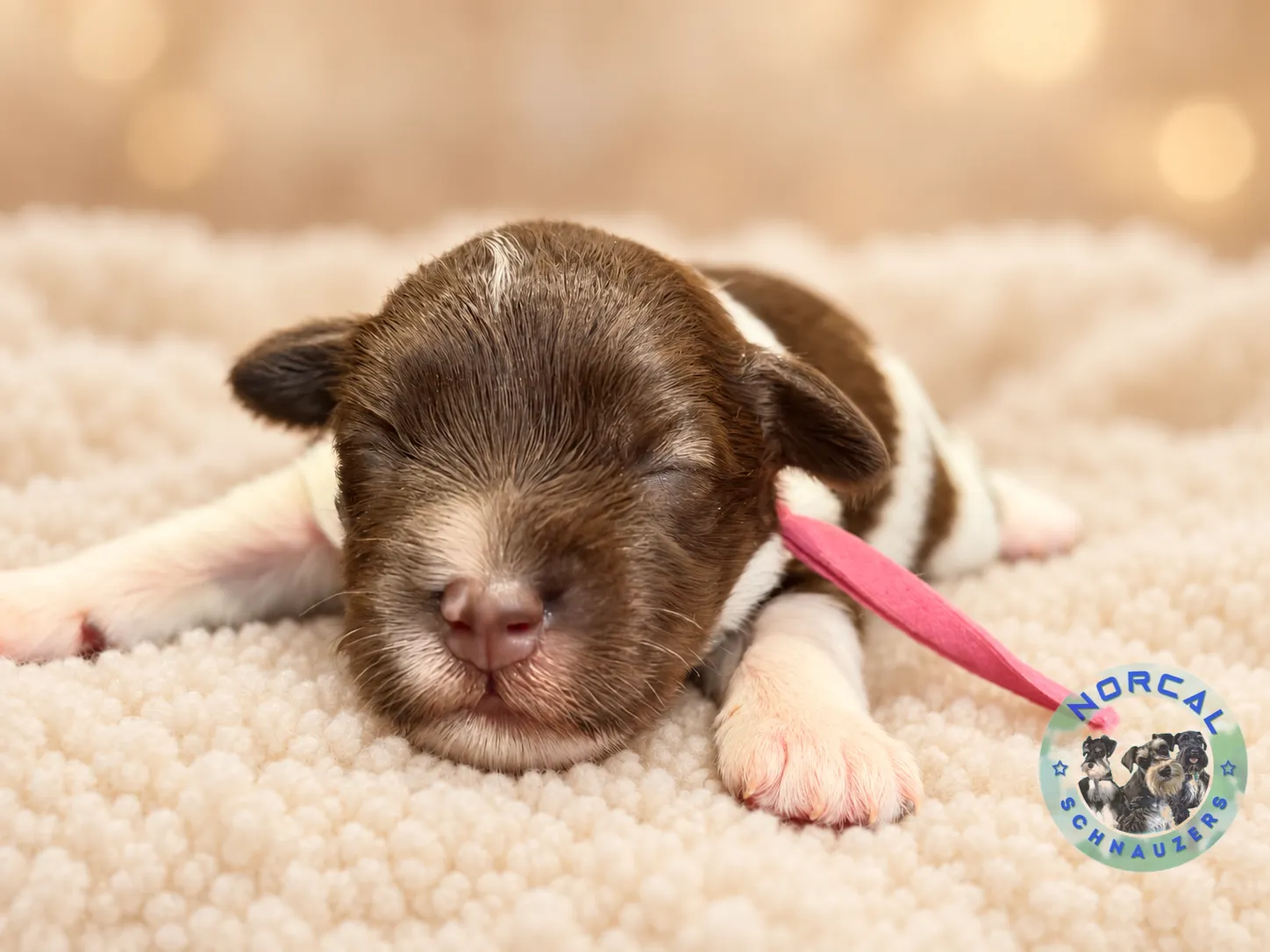 Millie, liver pepper parti Miniature Schnauzer puppy (photo 6)