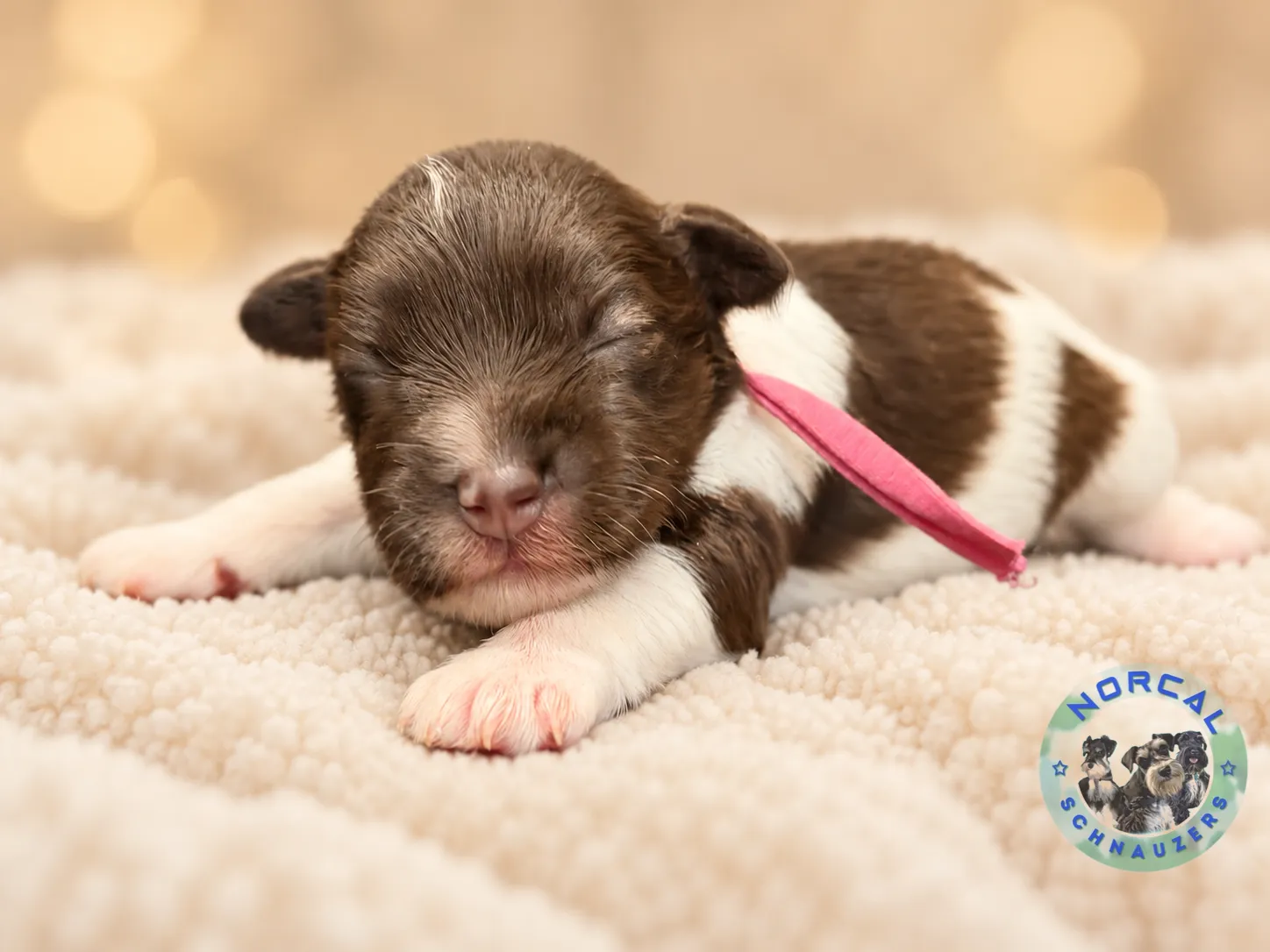 Millie, liver pepper parti Miniature Schnauzer puppy